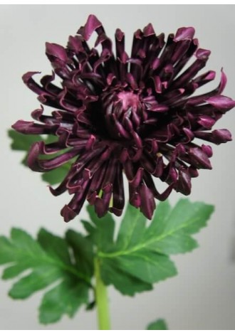 Crisantemo Deluxe