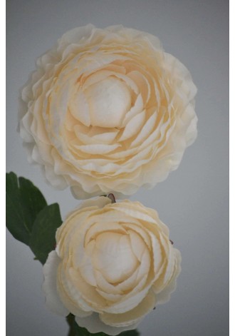 Vara de Ranuculus