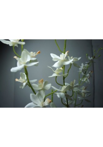 Vara dendrobium Zony 95cm...
