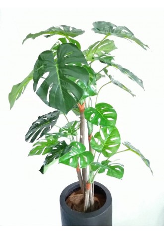 Árbol costilla de Adán...