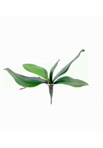 Follaje de orquídea soft...