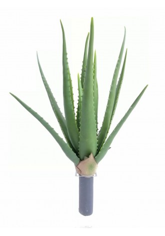 Sábila 46cm altura