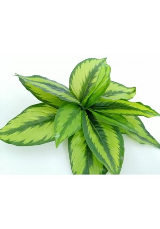 Follaje Calathea Princeps...