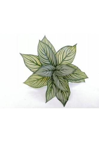 Follaje Calathea 29cm