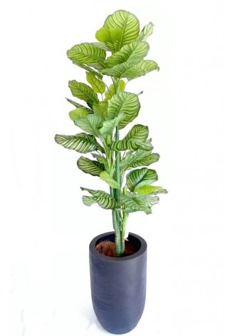 Árbol calathea zebrina...