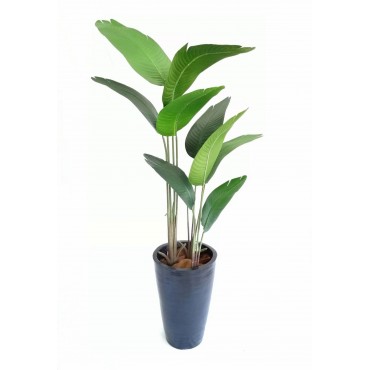 Árbol banana 160cm altura...