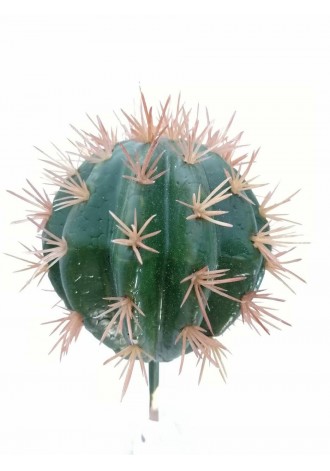 Cactofili  25cm altura