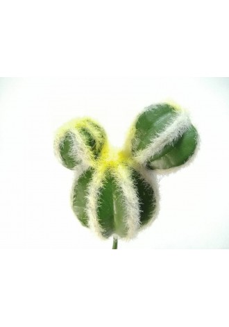 Cactus micky 20cm altura