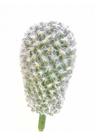 Cactus Pincushion 17cm altura