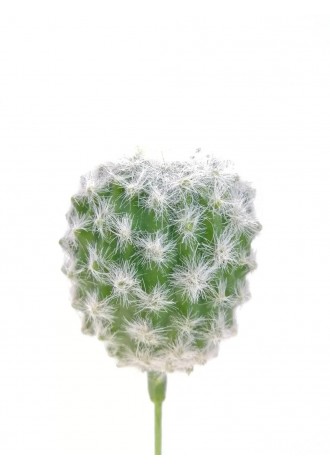 Cactus Microhelia 15cm altura
