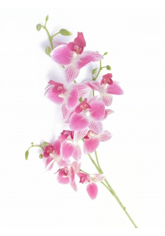 Vara de dendrobium 80cm...