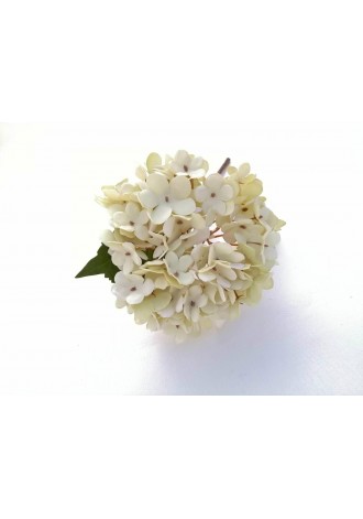 Hortensia Eria 13cm...