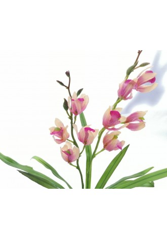 Planta de orquídea con...