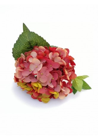 Hortensia Rina 13.5cm diam...