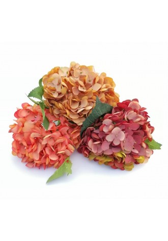 Hortensia Rina 13.5cm diam...