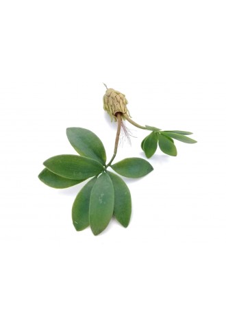Follaje de orquídea con...