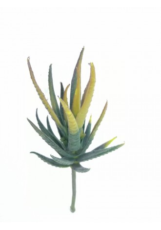 Aloe Amarilla Mini 16cm altura