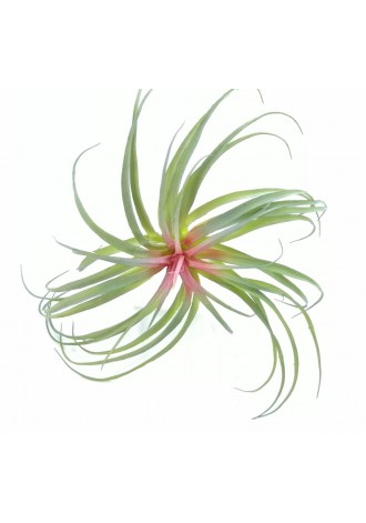 Bromelia 40cm diámetro