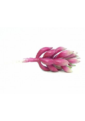 Suculenta sedum morada 10cm