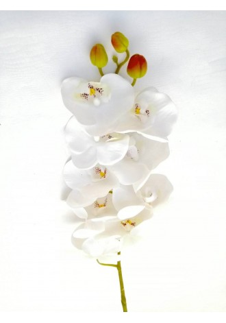 Orquídea phalaenopsis 9...