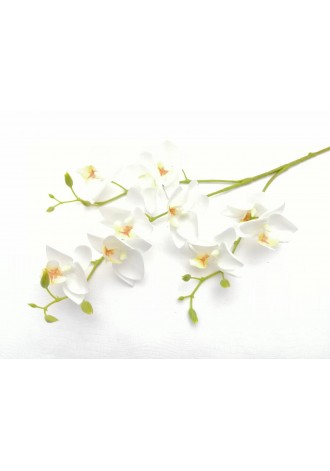 Vara de dendrobium blanca...