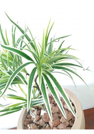 Árbol dracaena de 5...