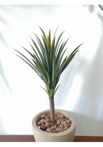 Yuca 90cm altura (precio no...