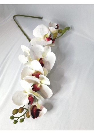 Vara de phalaenopsis tild...