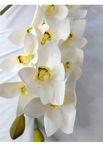 Cymbidium  70cm de largo,...