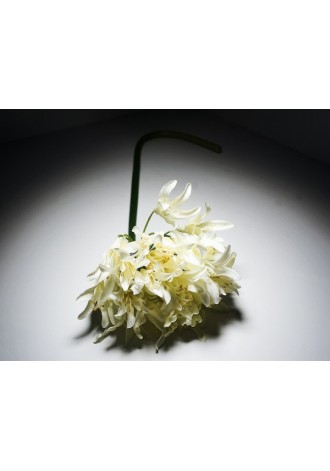 Agapando 56cm