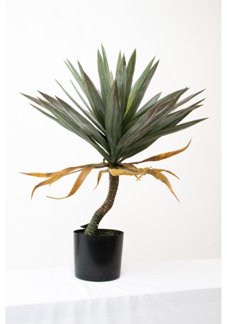 Maguey de 75cm altura...