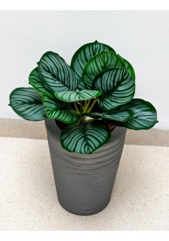 Calathea raya lápiz 45cm de...