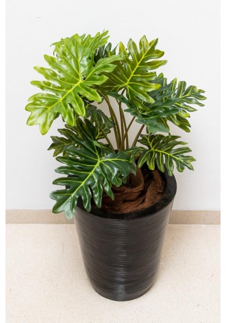 Planta Philodendrom garra...