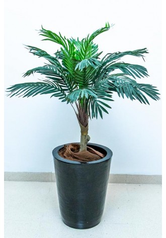 Palmita Areca de 80cm de...