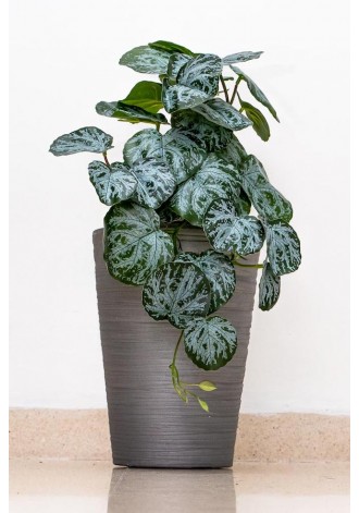Colgante tradescantia...