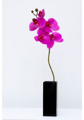 Orquídea Phalaenopsis 4...