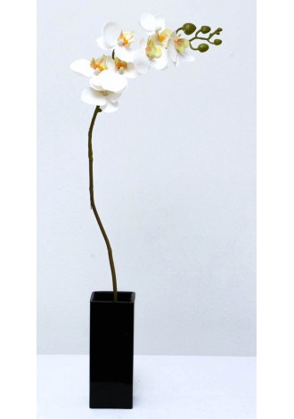 Orquídea chica phalaenopsis...