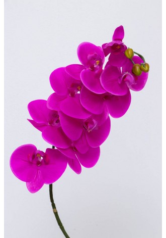 Orquídea phalaenopsis 8...