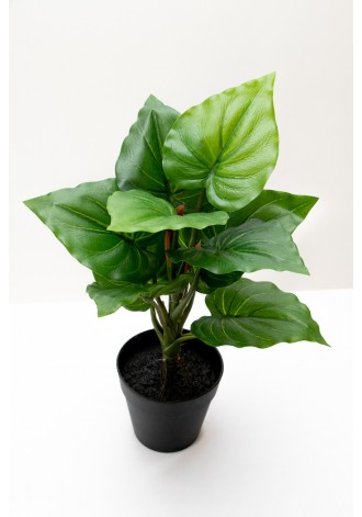 Plantita hoja elegante...