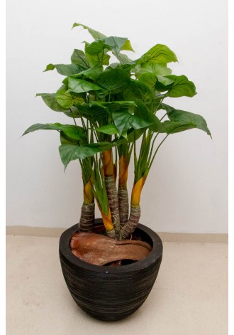 Planta Alocasia 120cm con 6...