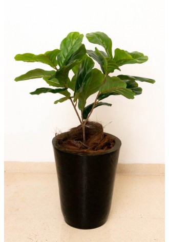 Planta Pandurata 75cm