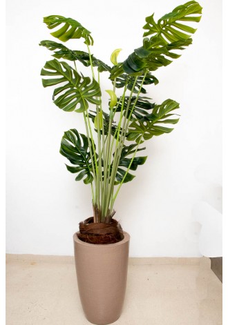Planta mostera 170cm de...