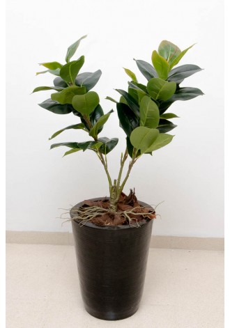 Planta de hoja de hule 80cm