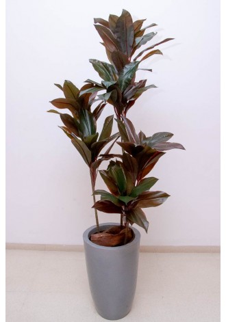 Dracaena roja 160cm altura,...