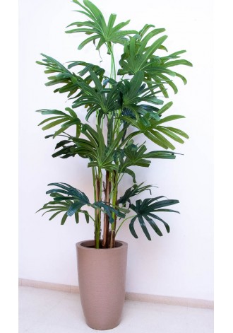 Árbol Raphis 190cm de altura