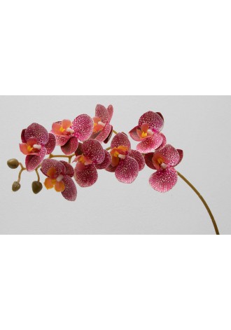 Orquídea phalaenopsis de 8...