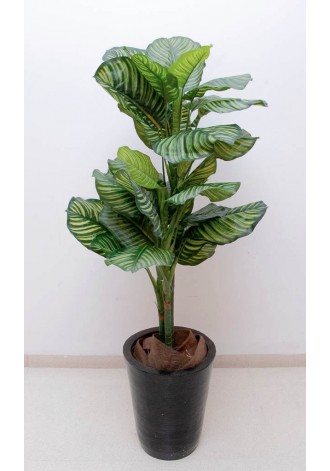Calathea zebrina 125cm...
