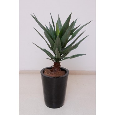 Agave americano 75cm altura...