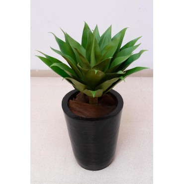 Foxtail agave 45cm