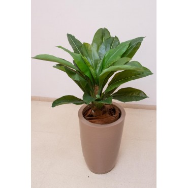 Planta nido de ave 85cm...